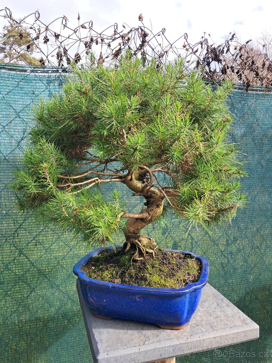 Bonsaj,bonsai Borovice černá - 2