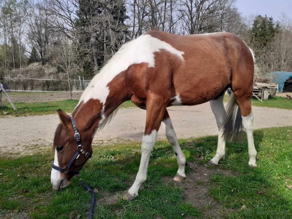 Prodám hřebečka APH - 2