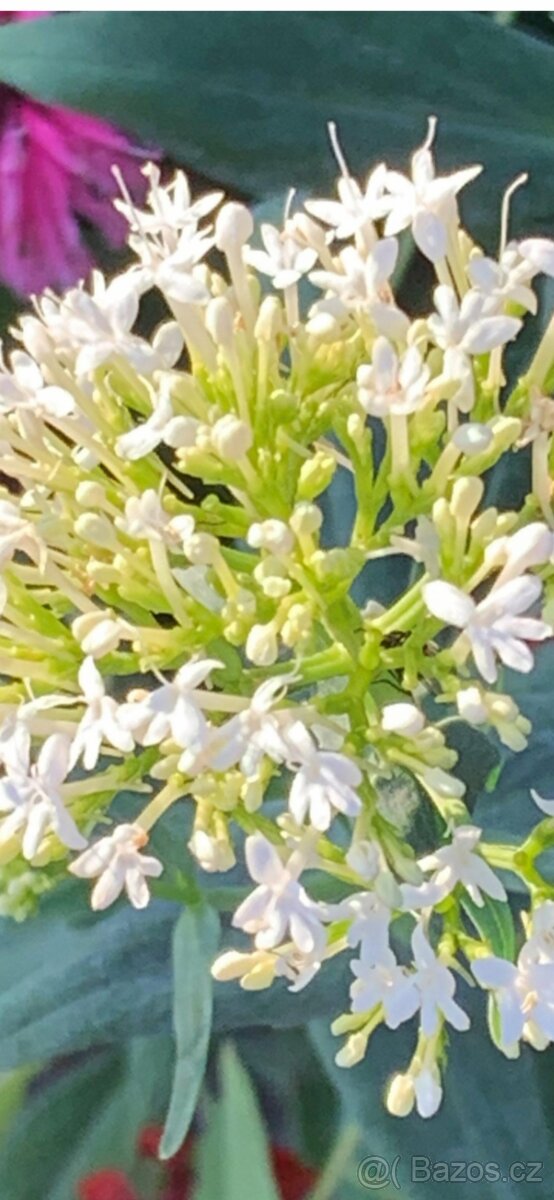 Mavuň bílá, červená - 2