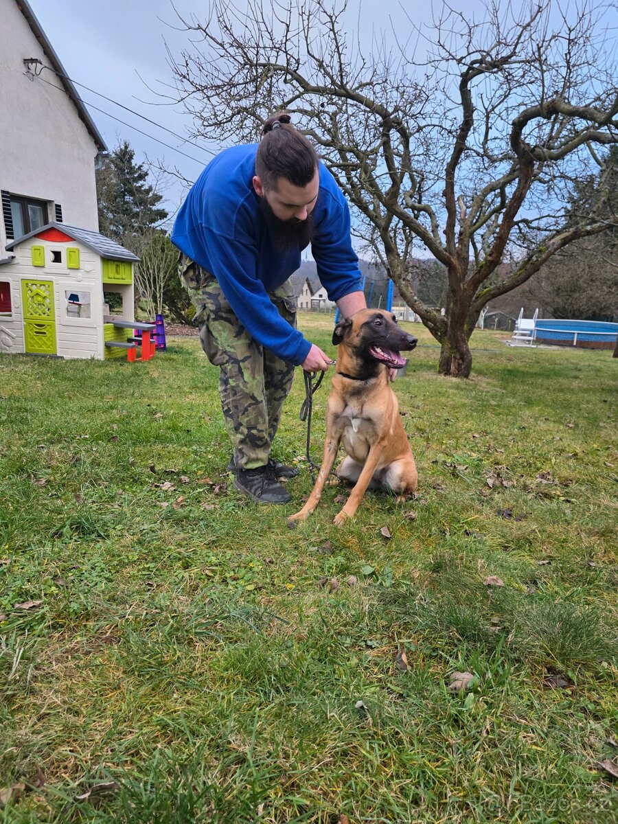 Belgický ovčák malinois s PP - 2