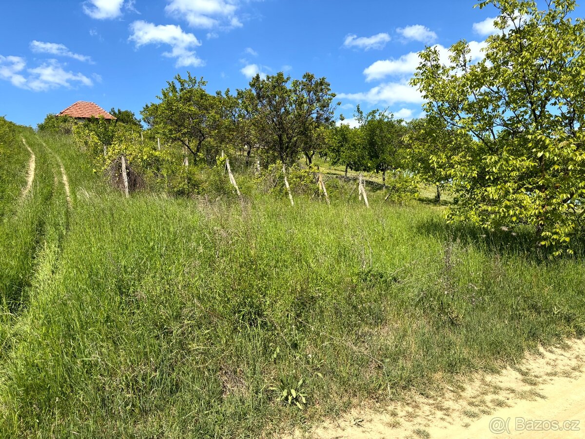 Prodej vinice Archlebov, okres Hodonín - 2