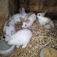 Králíci - samice - 2