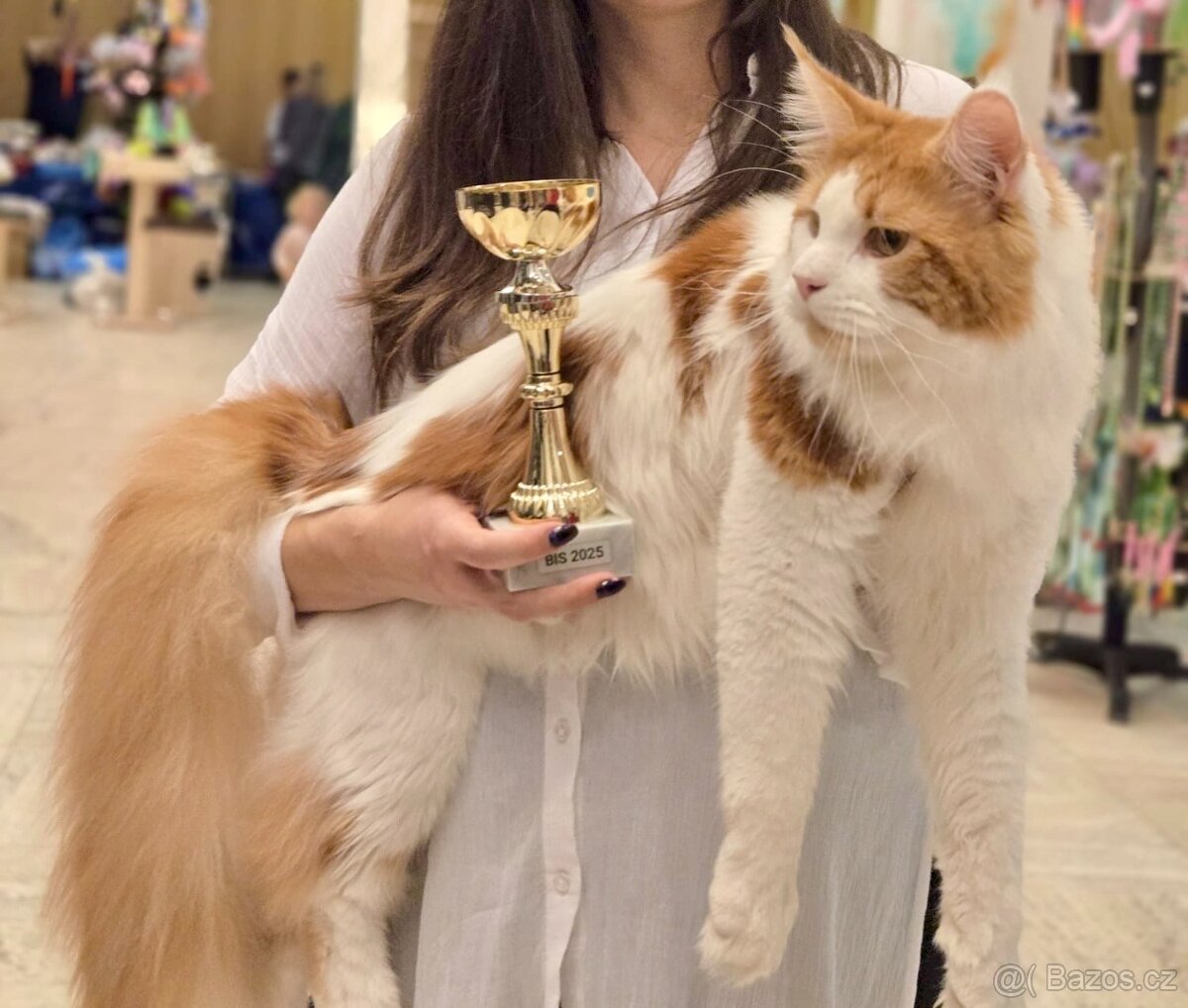 Mainská mývalí krytí - kocour s PP - 2