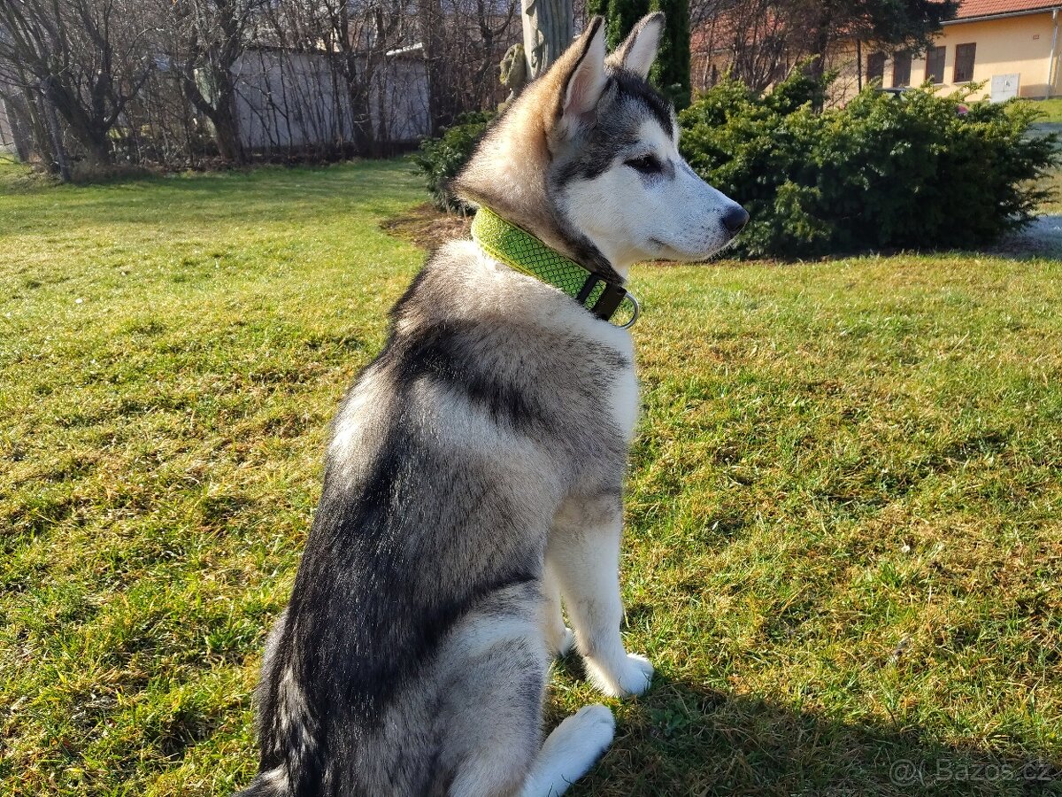 Aljašský Malamut bez pp - 2