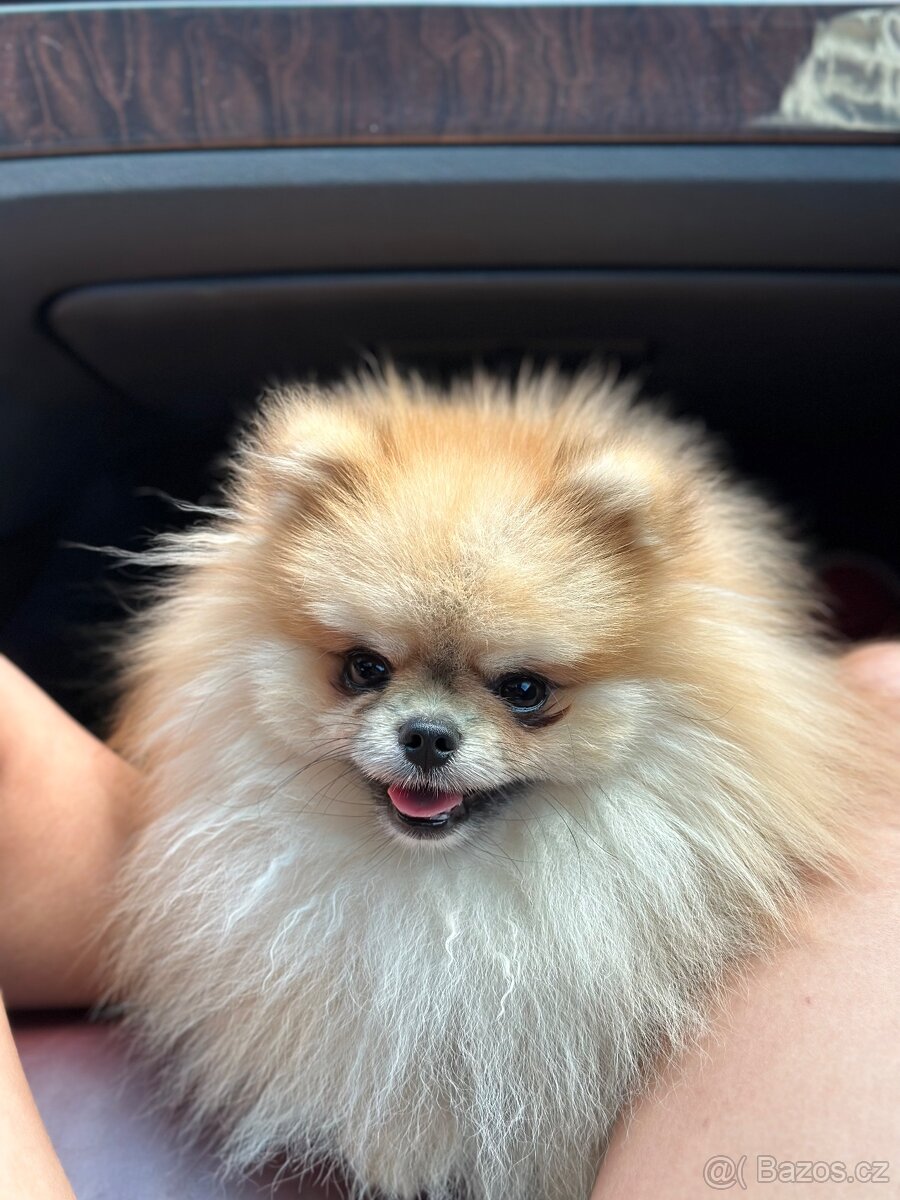 Pomeranian s PP ke krytí - 2