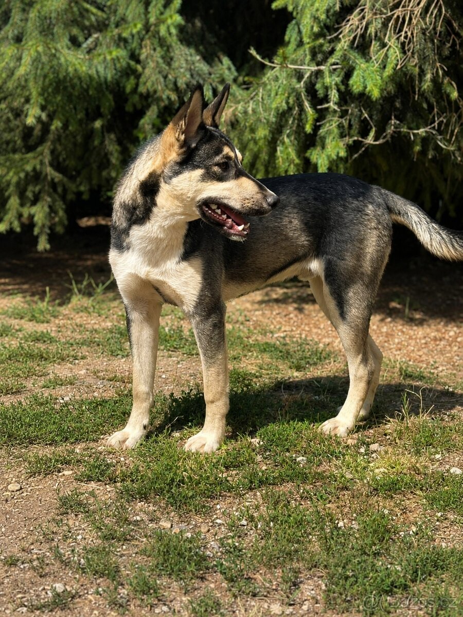 MARCO - štěně, 8 měsíců - 2