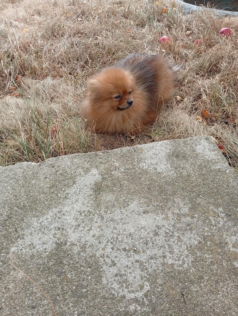 Pomeranian - 2