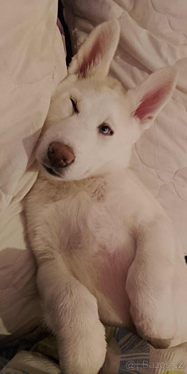 Sibiřský husky - 2