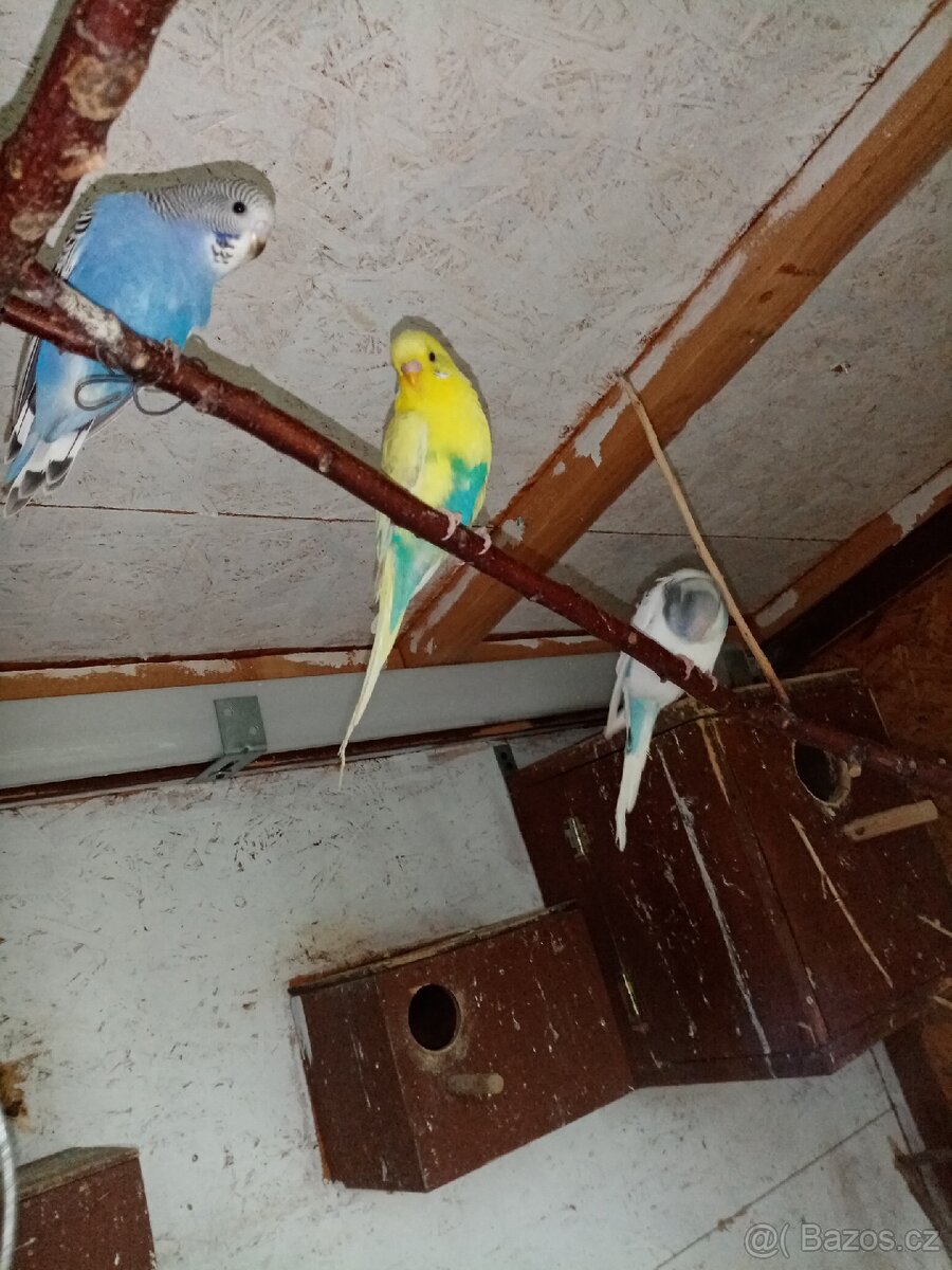 Andulka vlnkovana - 2