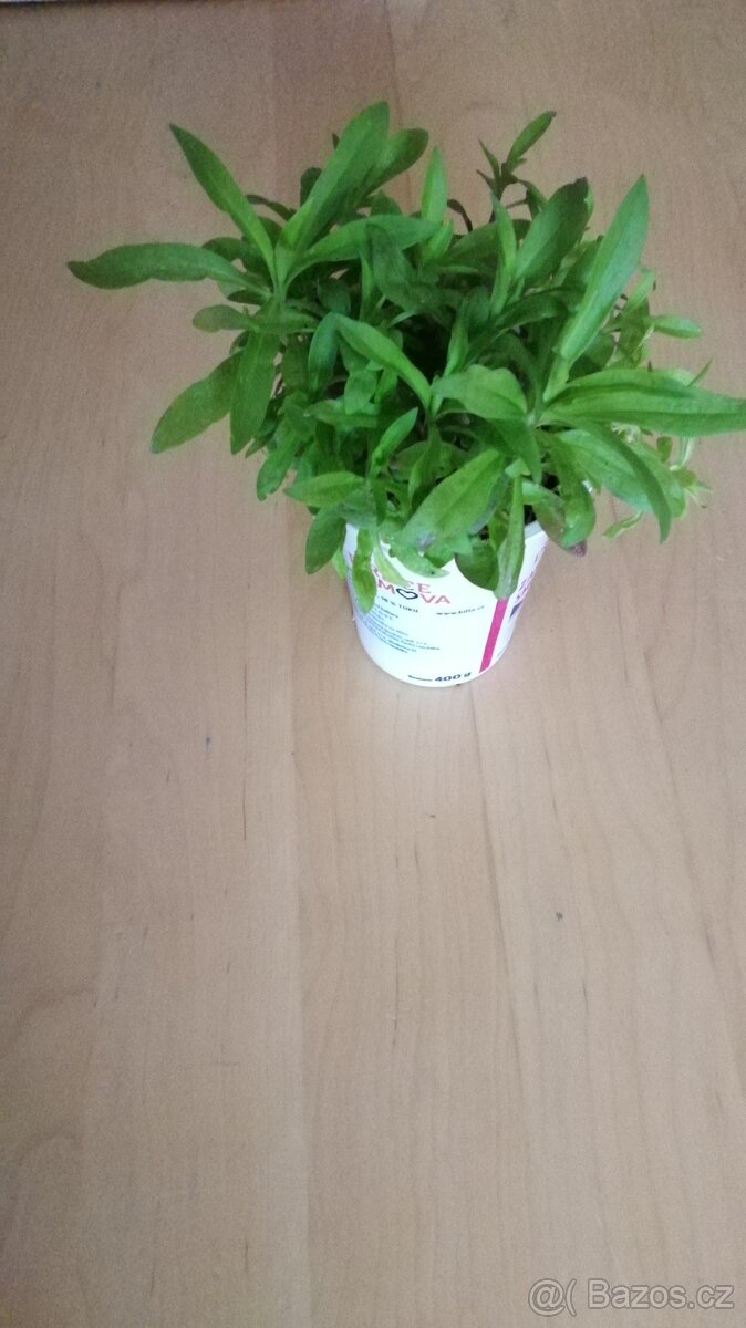 Hvozdík bradatý - semínka, rostliny - 2