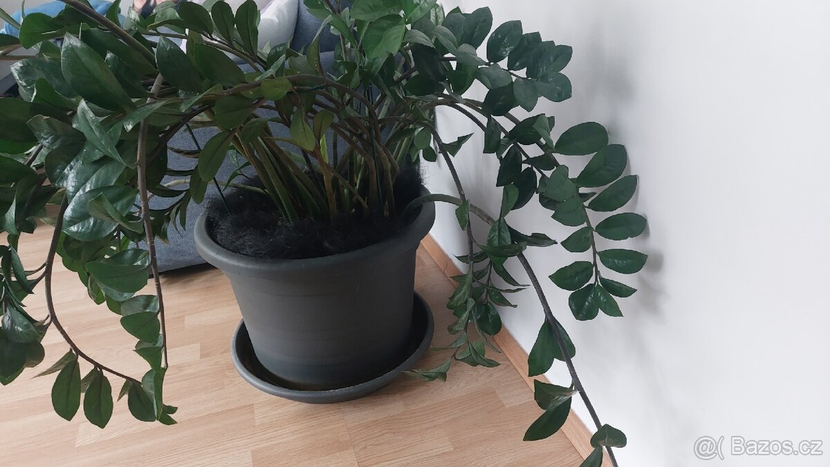 Prodam velkou pokojovou kvetinu - 2