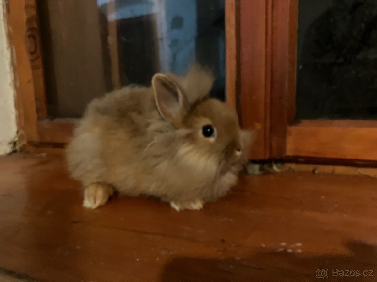 Zakrslí králíčci Teddy, lvíčci - 2