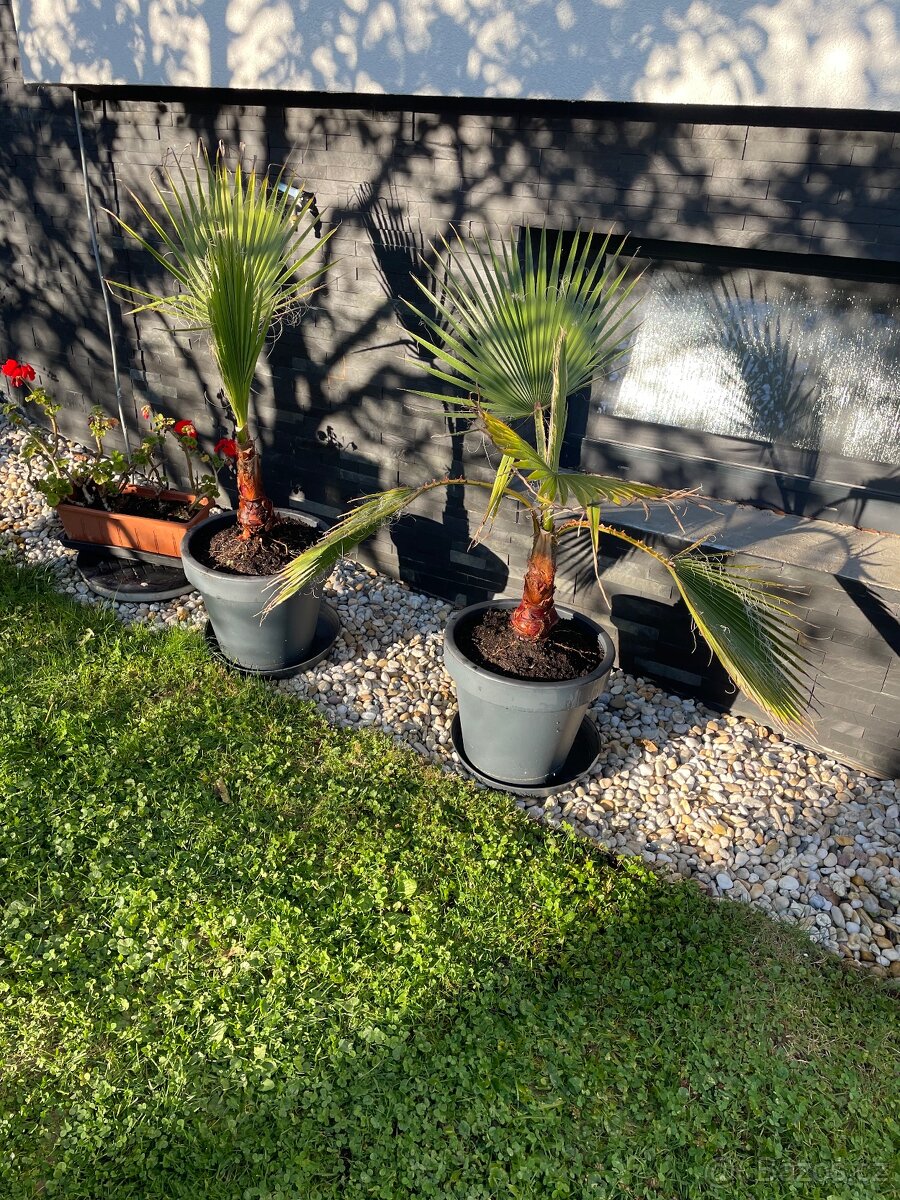 Palma Palmera Abanico - 2