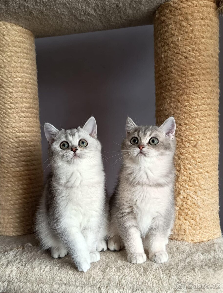 Britská shaded koťátka s PP - 2