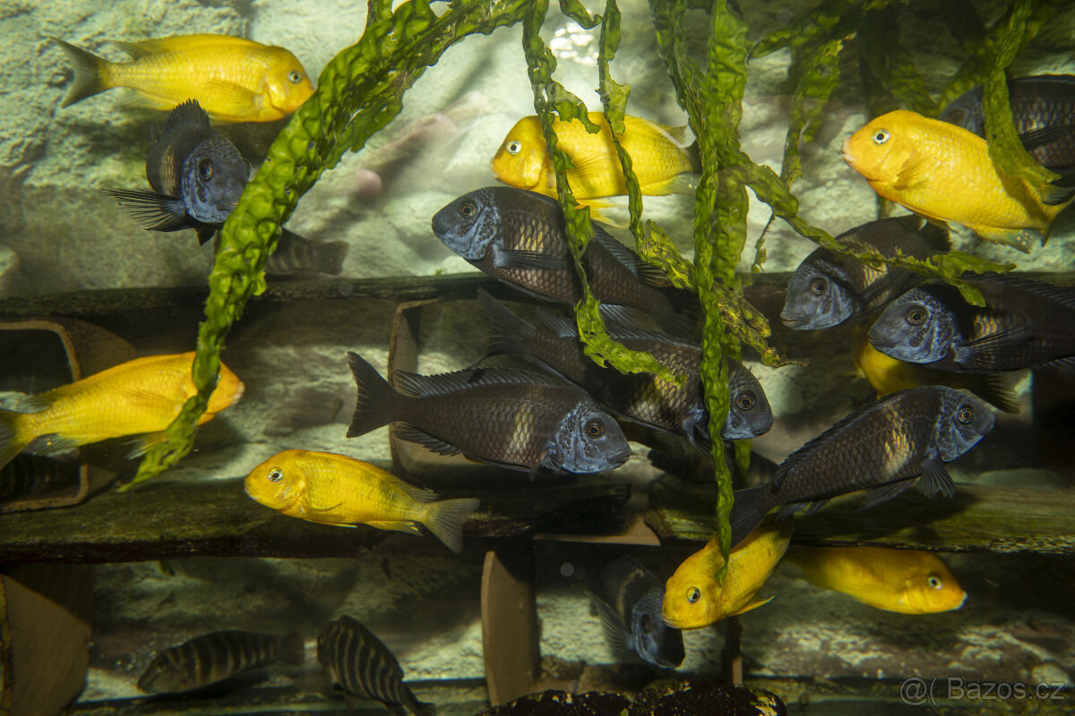 Tropheus duboisi Maswa - 2