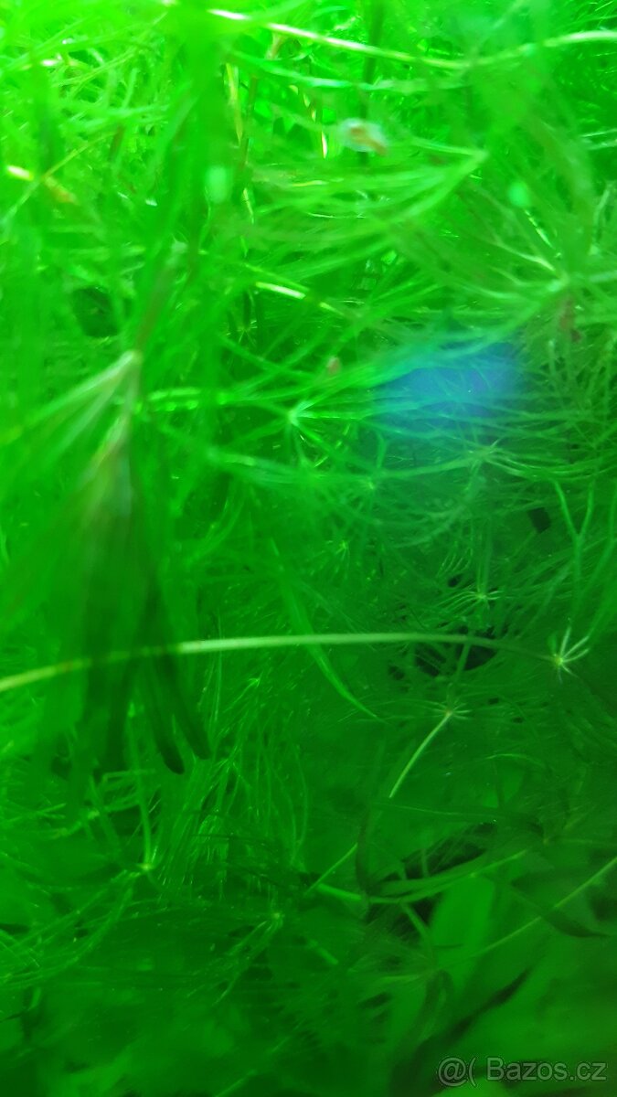 Prodám akvarijní rostliny, jávský mech a piskořky věžovité - 2