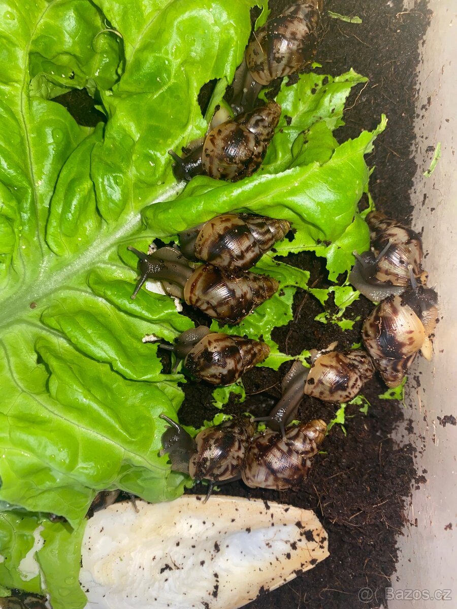 Afričtí šneci achatina - 2