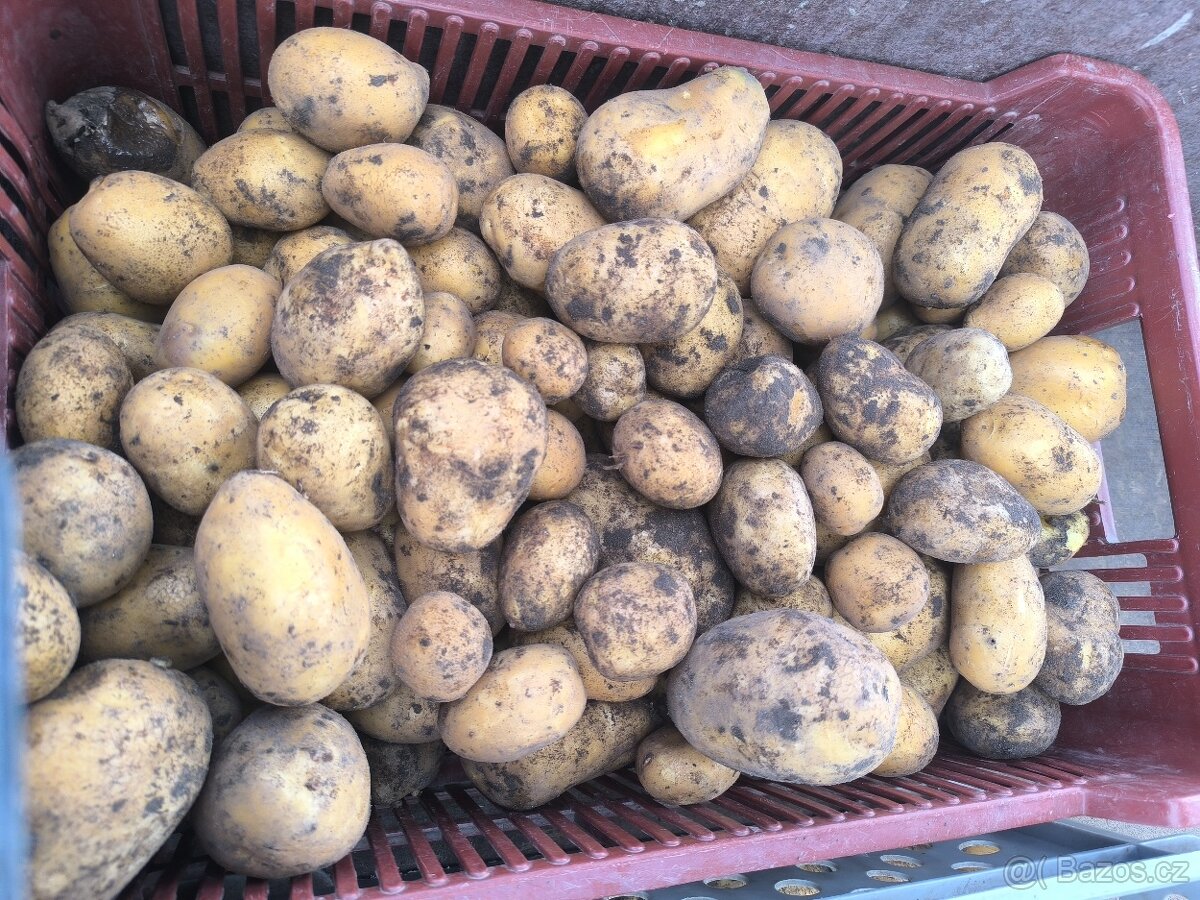 Brambory na uskladnění - 2