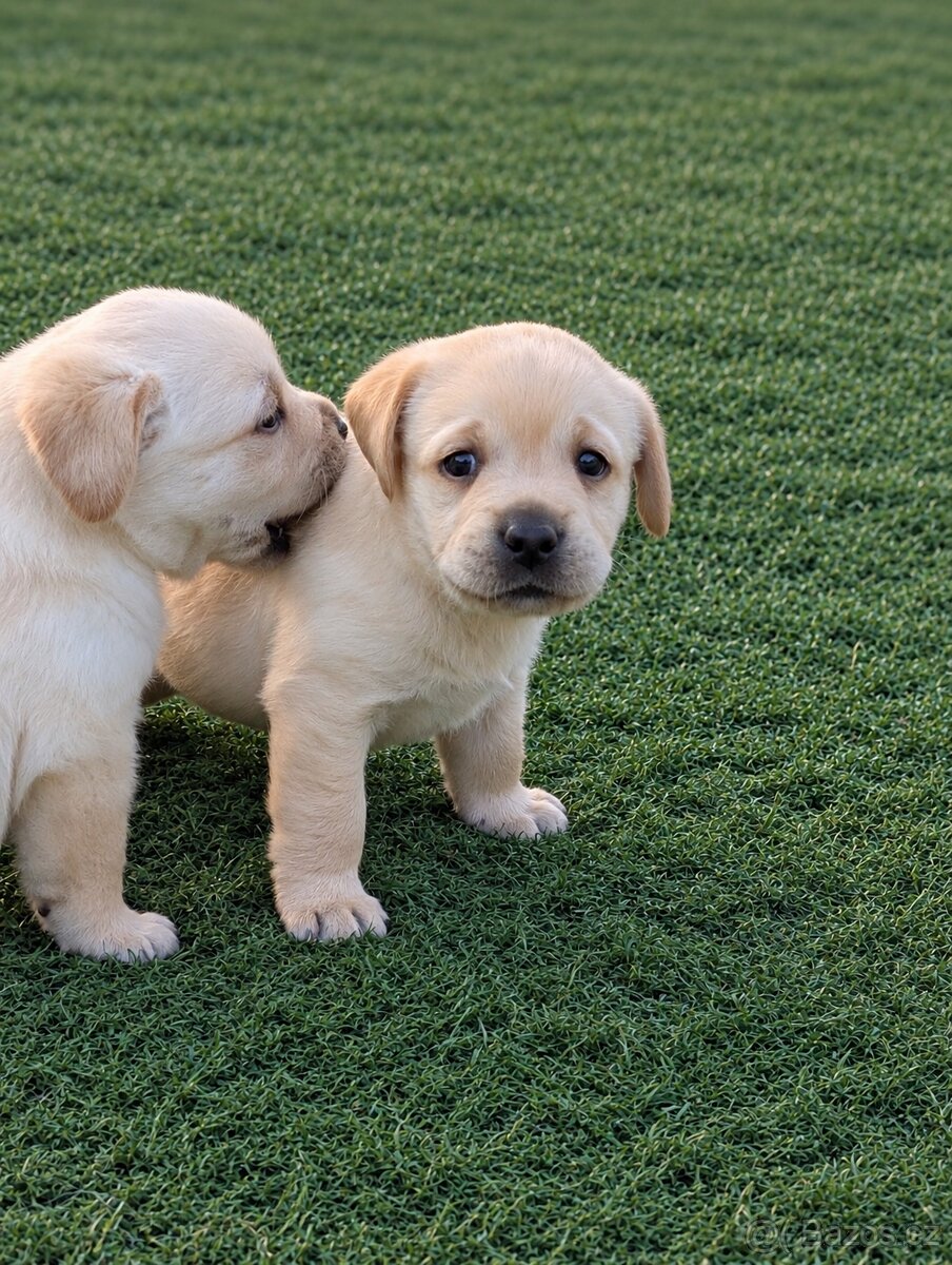Labrador - 2