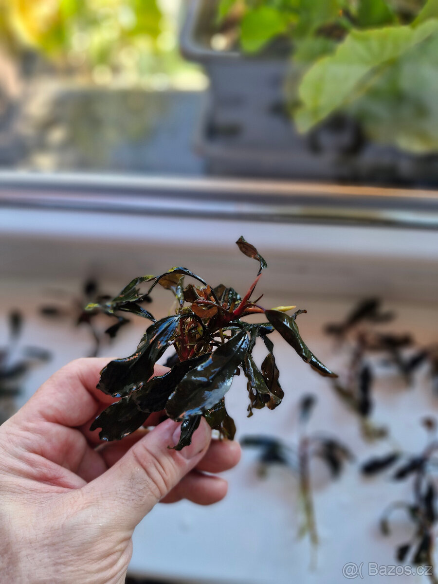 Bucephalandra super blue , sp.red - 2