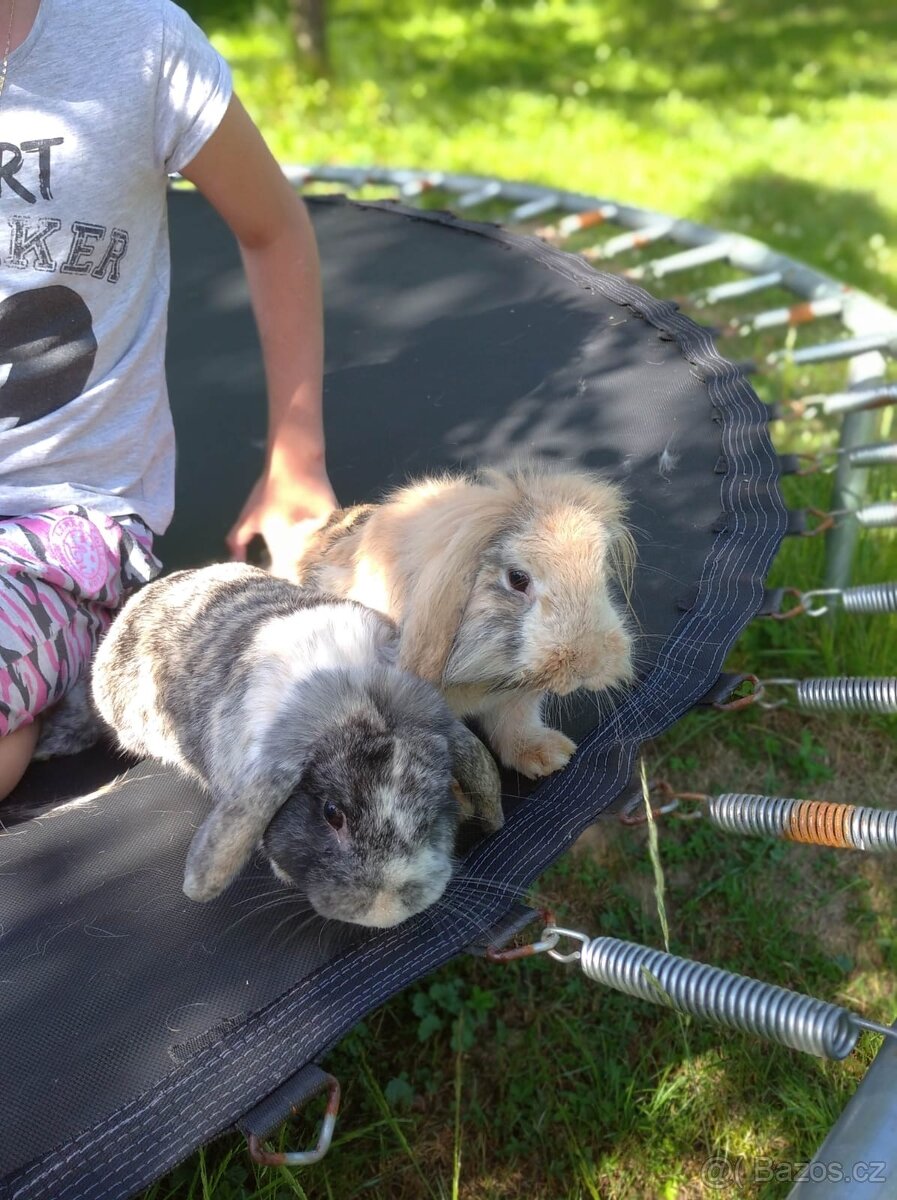 Zakrslý králíček 🐰 - 2