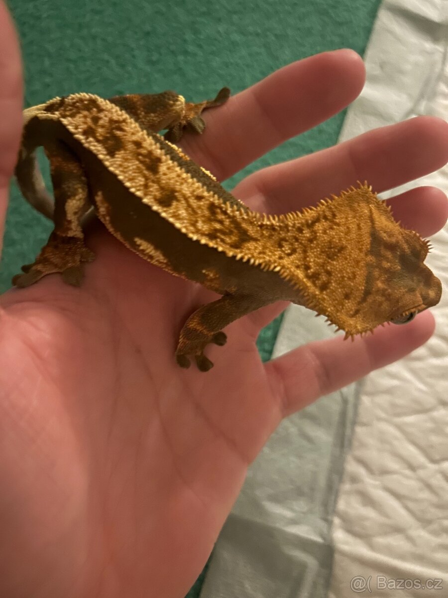 Prodám Pagekony řasnatý (Correlophus ciliatus) - 2