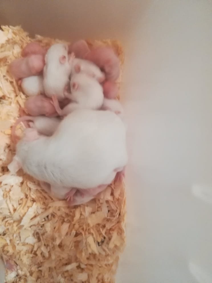 Myš bílá - laboratorní - 2