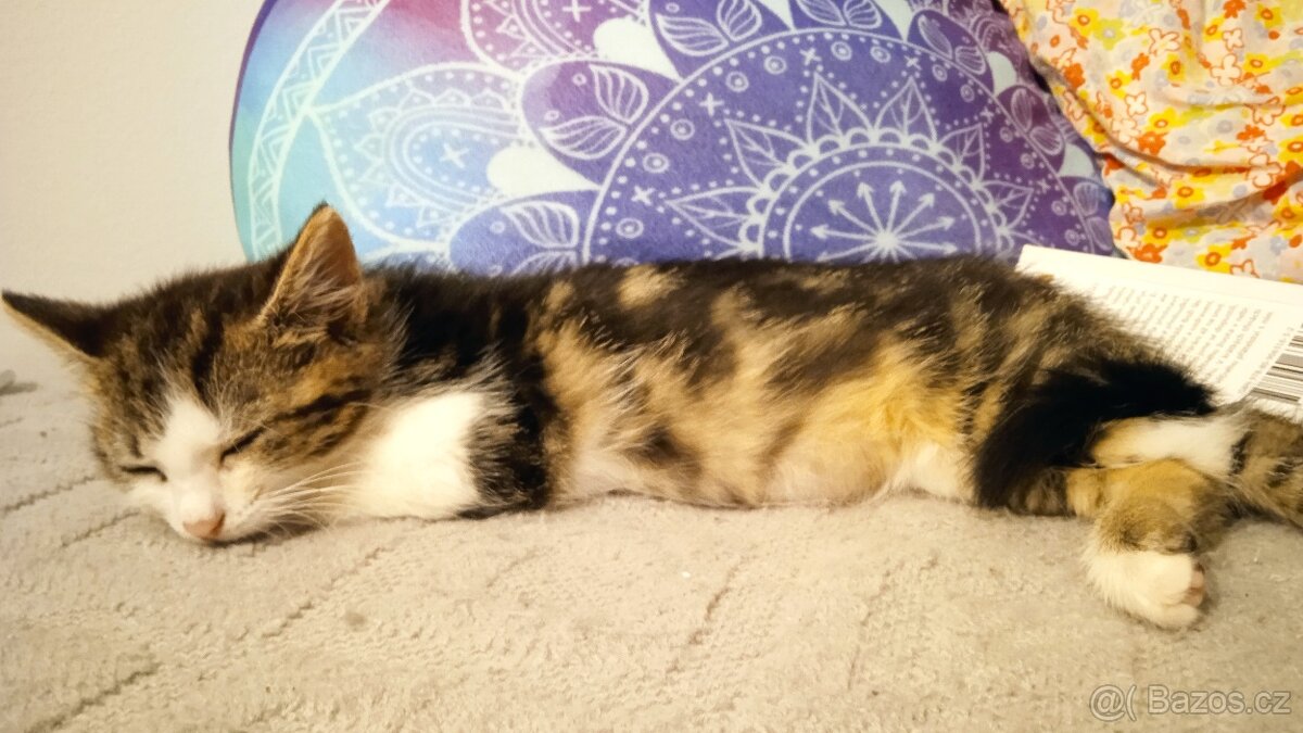 Daruji kotě - 2