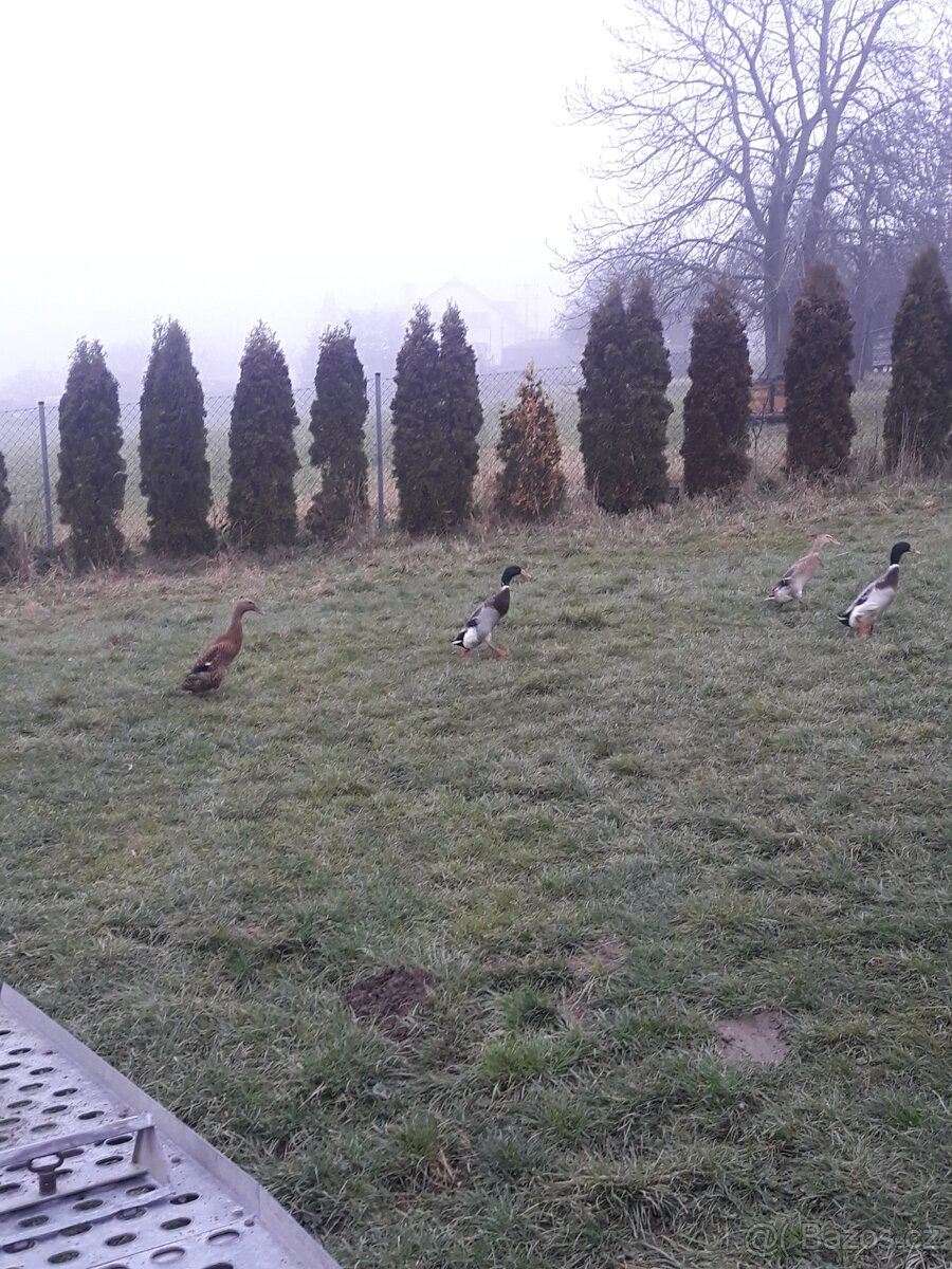 Indický Běžec - 2