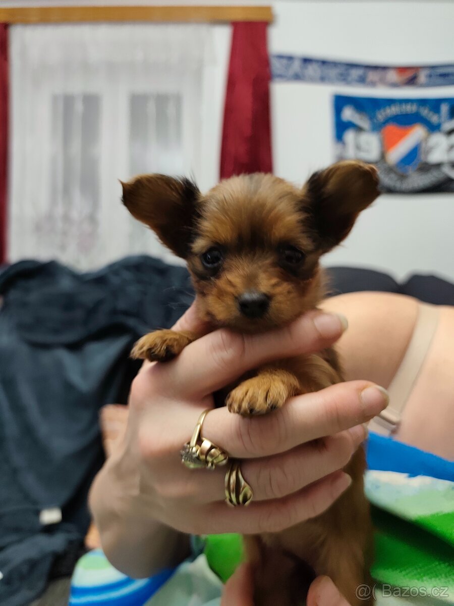 Ruský toy s PP FCI - 2