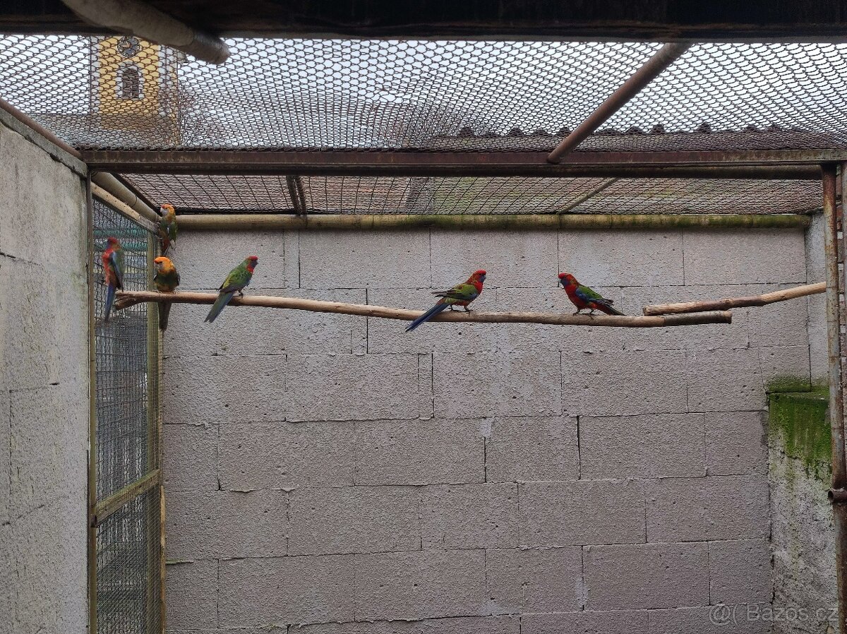 Prodám neofémy a penanty. - 2