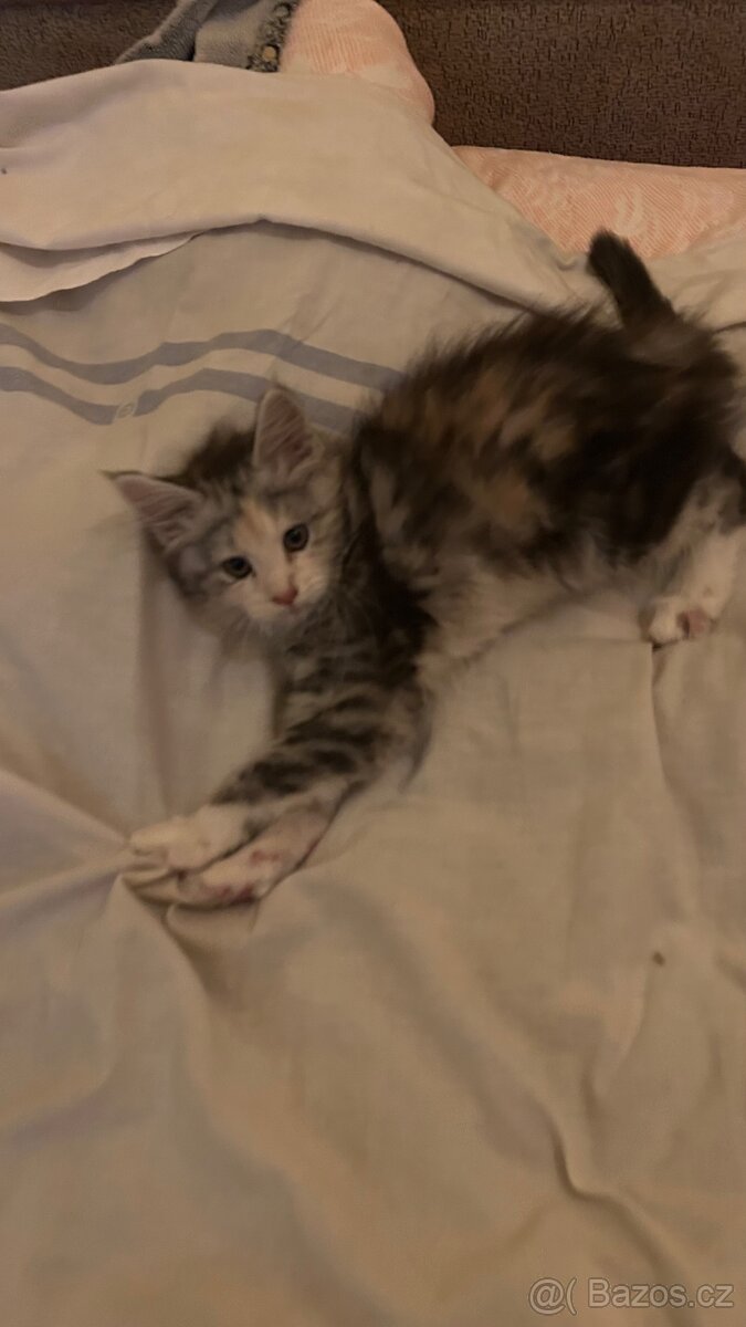 Mainská mývalí - 2