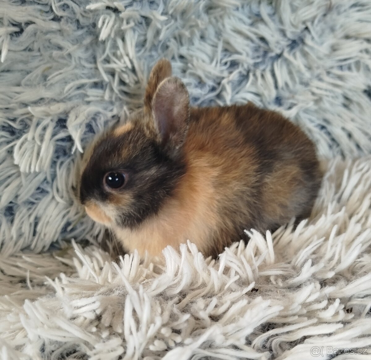 Zakrslý králík - 2