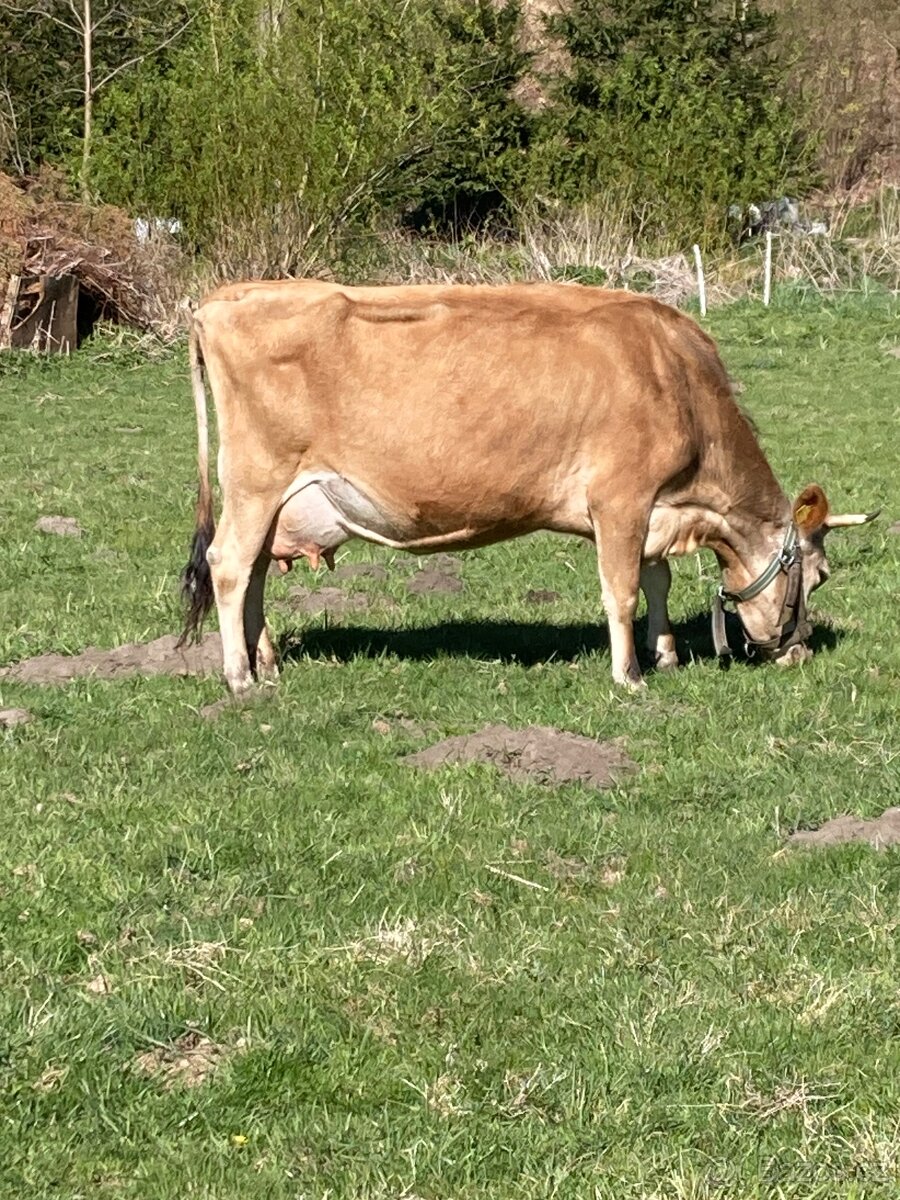 Jersey kráva - 2