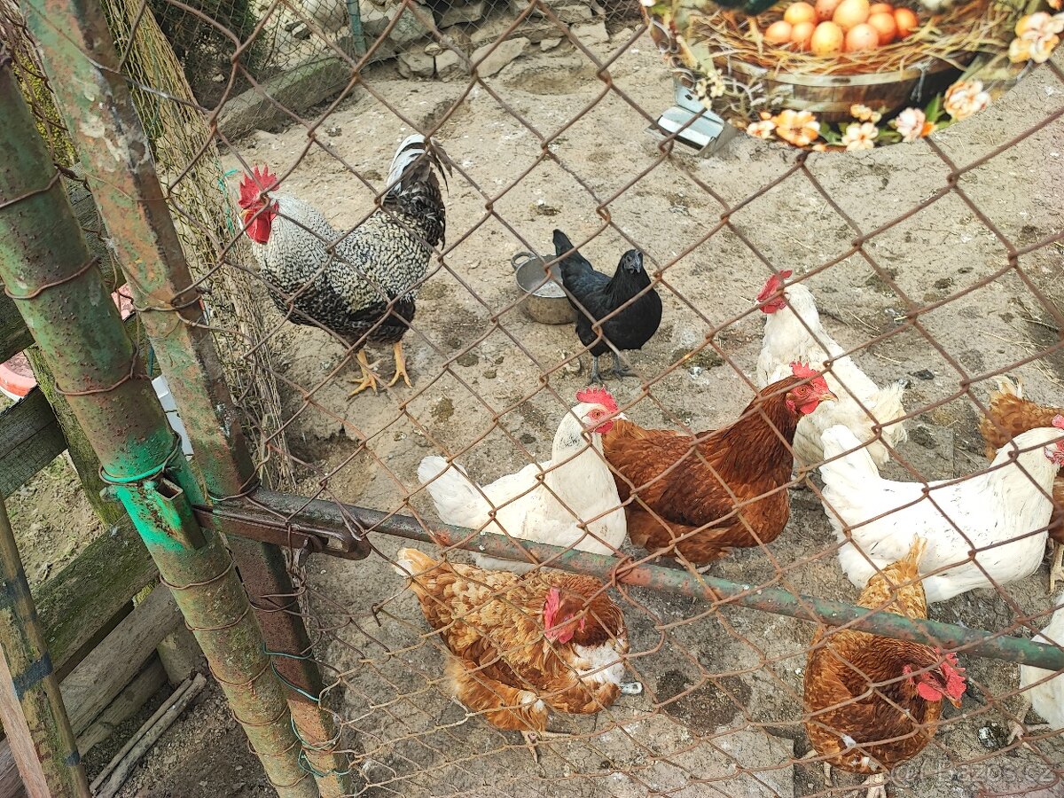 Vejce slepičí čerstvá - 2