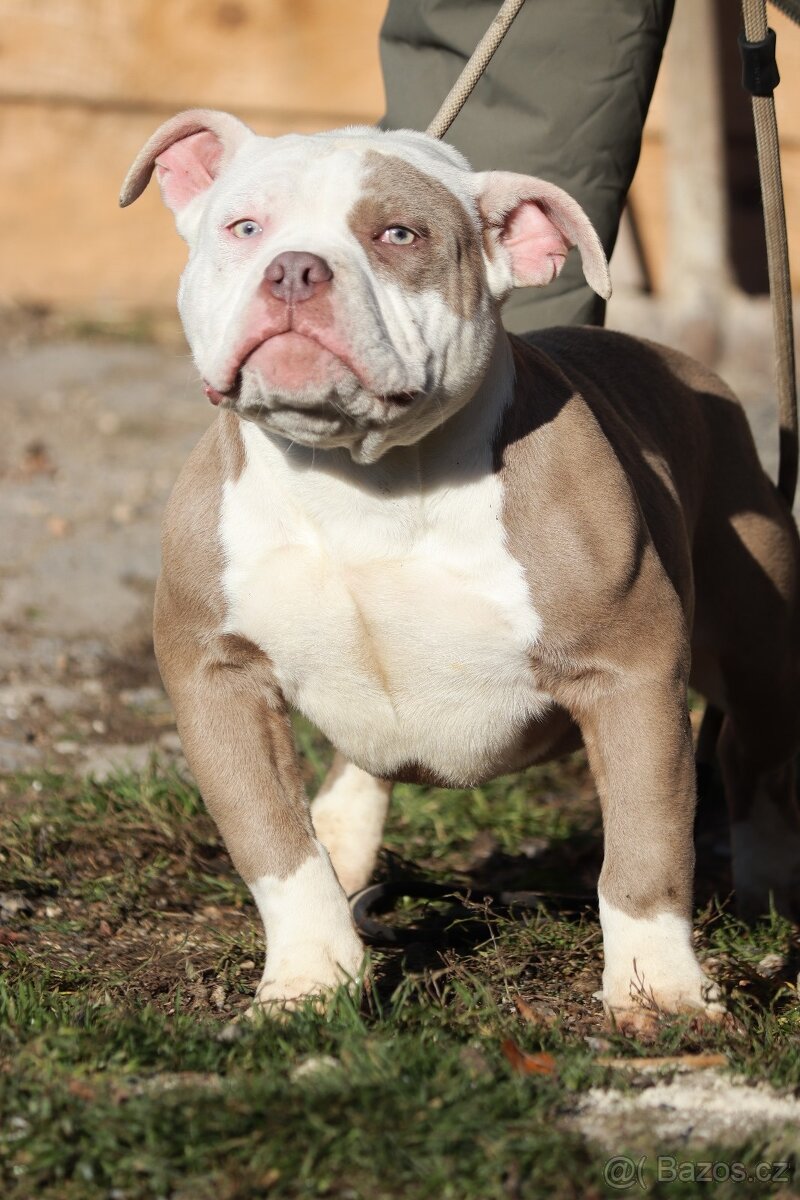 American bully pocket (ABKC) - 2