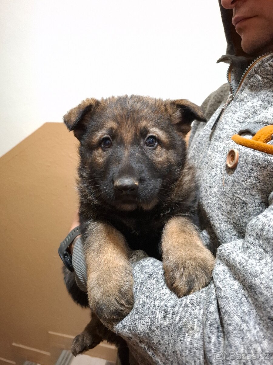 Německý Ovčák - 2