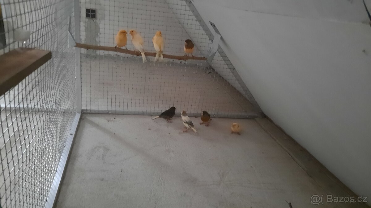 PRODÁM AG A KANÁRY - 2