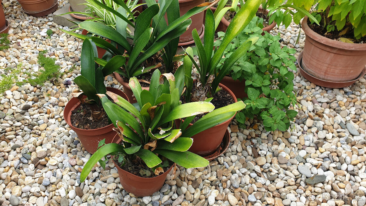 Řemenatka červená (Clivia miniata) - 2