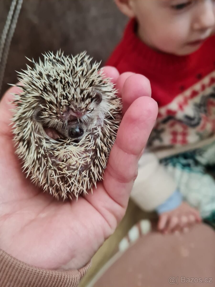 Jezek belobrichy - 2