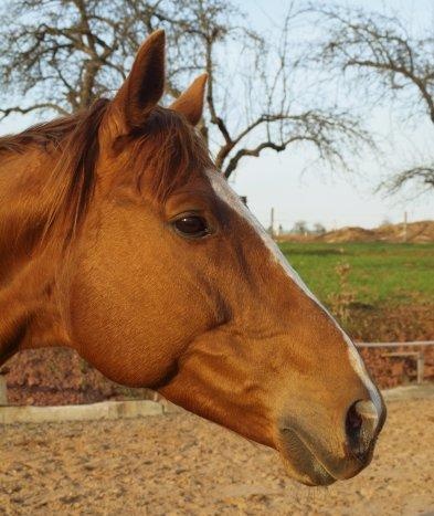 Prodám valacha A1/1 - 2