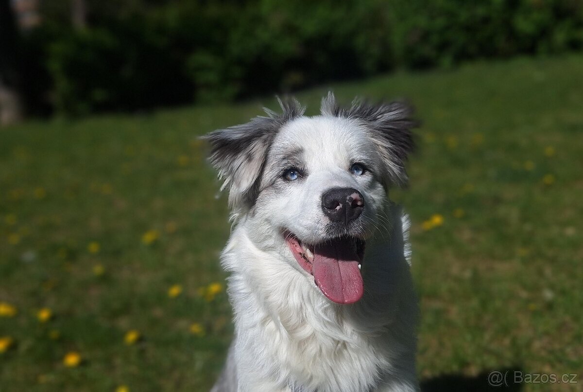 Border collie - 2