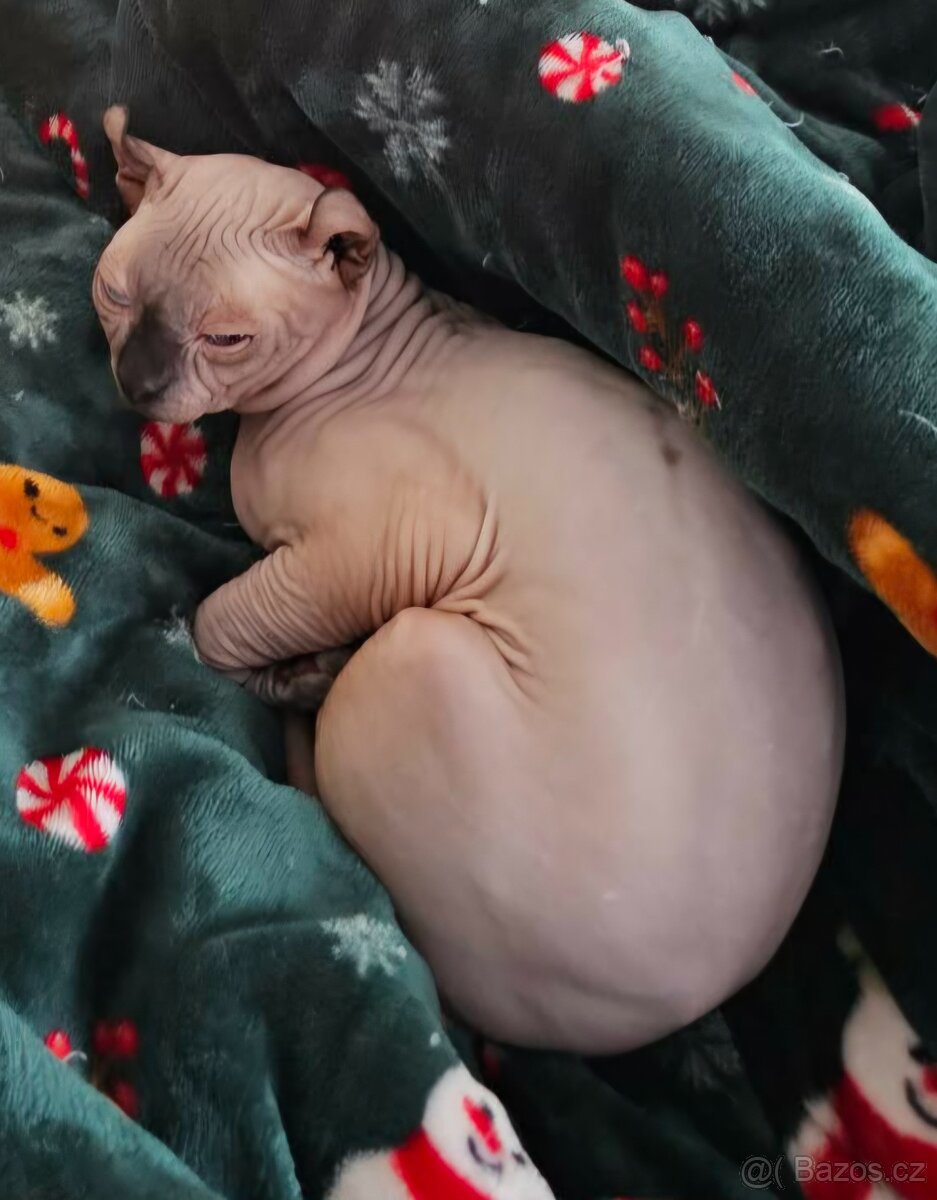 Sphynx elf ke krytí - 2