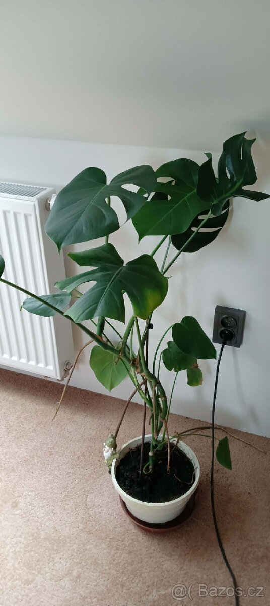 Monstera - 2