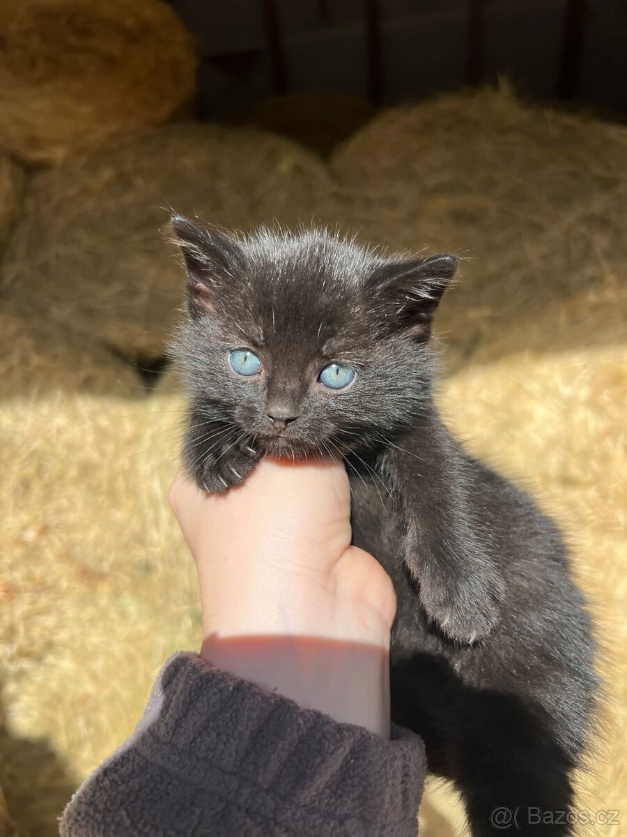 Koťátka - 2