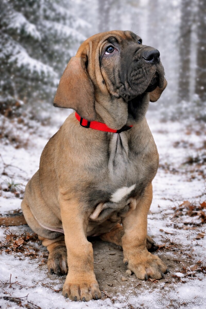 Brazilská fila s PP - 2