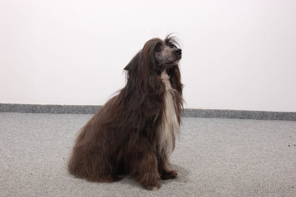 Čínský Chocholatý - 2