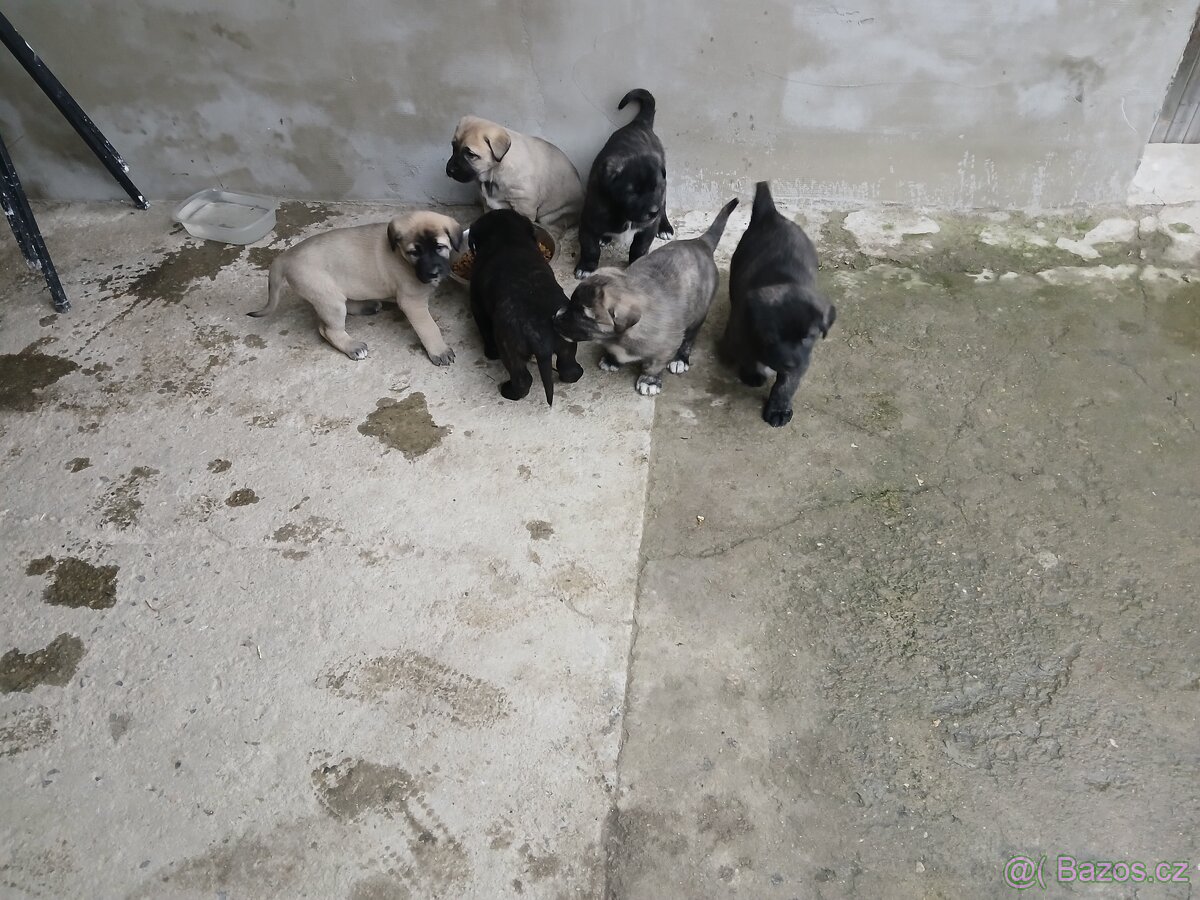 Středoasijsky pastevecky pes - 2