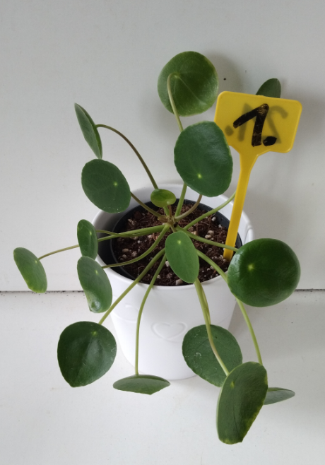 Pilea - pokojová rostlina - 2