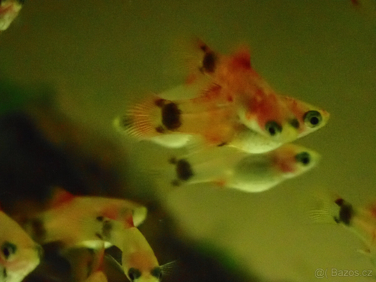 plata mickey mouse - 2